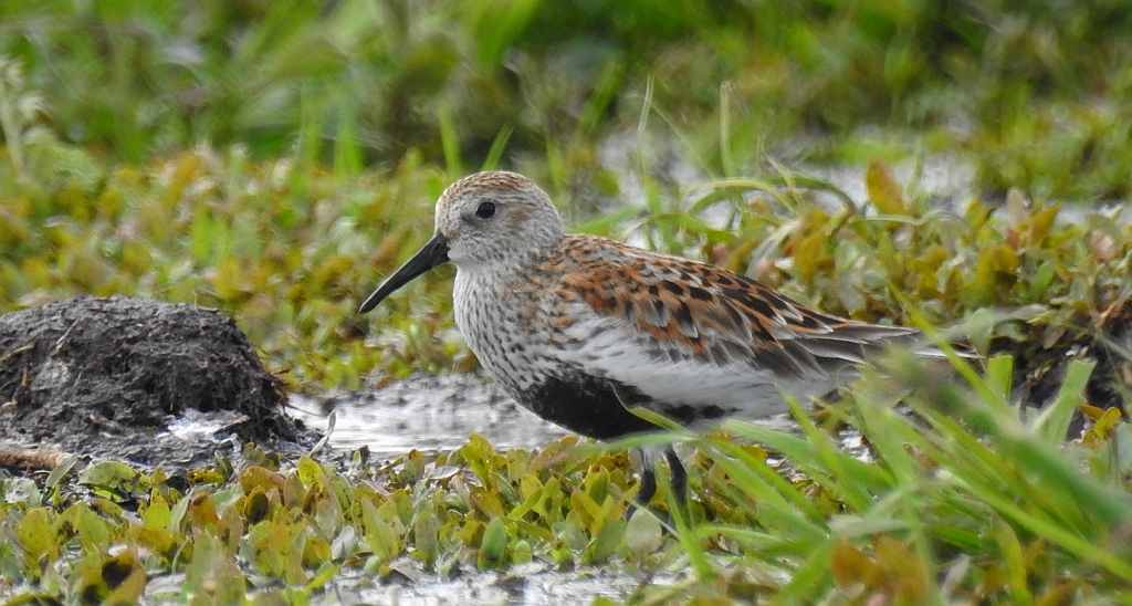 Biegus zmienny (Calidris alpina)