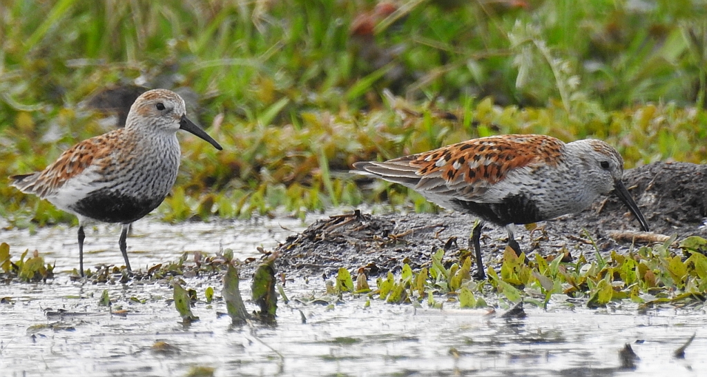 Biegus zmienny (Calidris alpina)