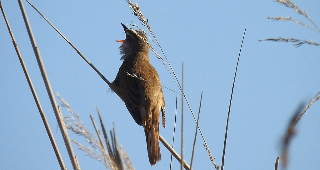 Trzciniak zwyczajny, trzciniak drozdówka (Acrocephalus arundinaceus)