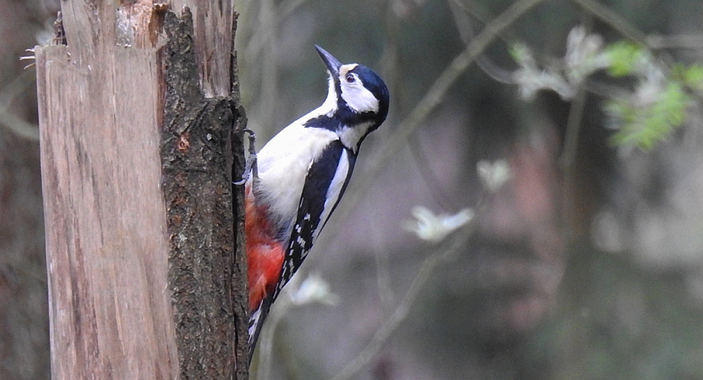 Dzięcioł duży (Dendrocopos major)