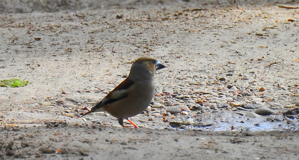 Grubodziób zwyczajny, grubodziób, pestkojad, grabołusk (Coccothraustes coccothraustes)