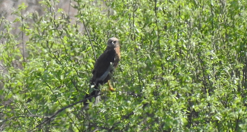 Błotniak stawowy (Circus aeruginosus)