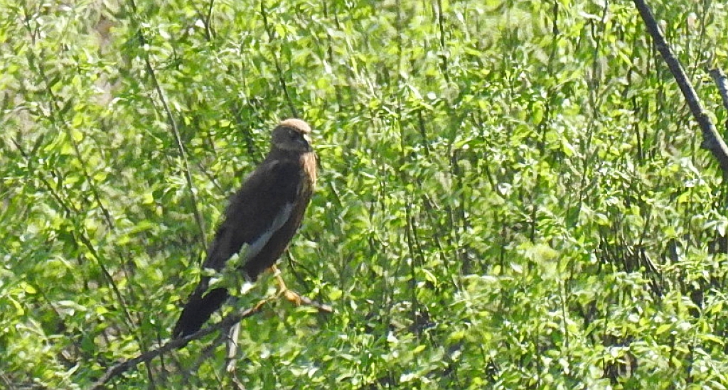Błotniak stawowy (Circus aeruginosus)