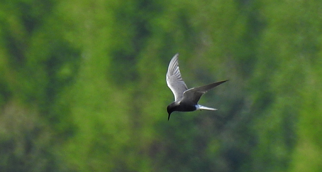 Rybitwa czarna (Chlidonias niger)