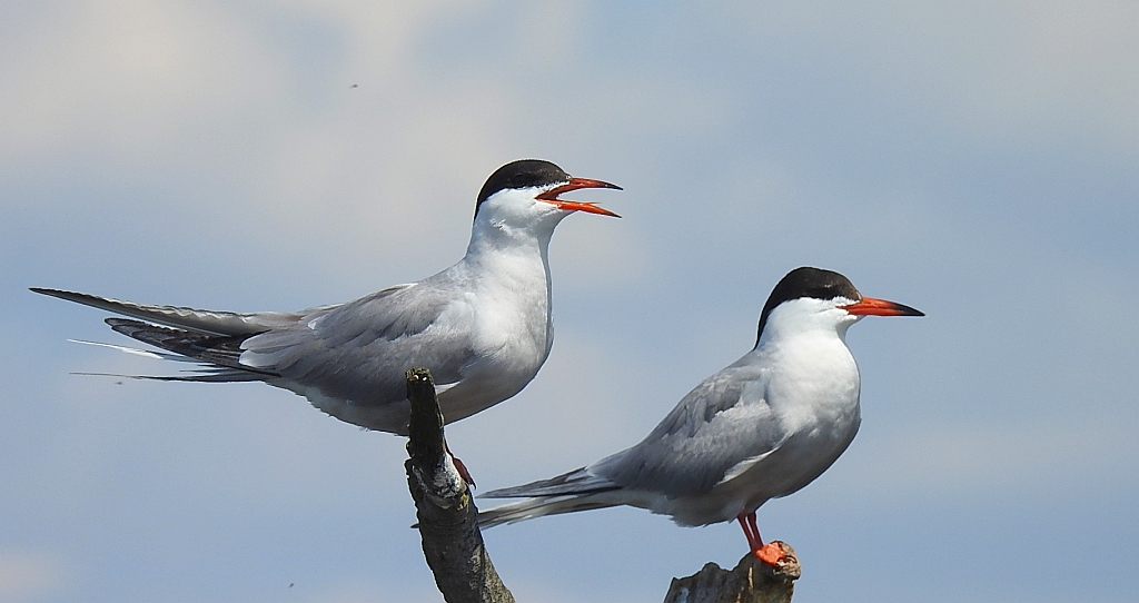 Rybitwa rzeczna, rybitwa zwyczajna (Sterna hirundo)