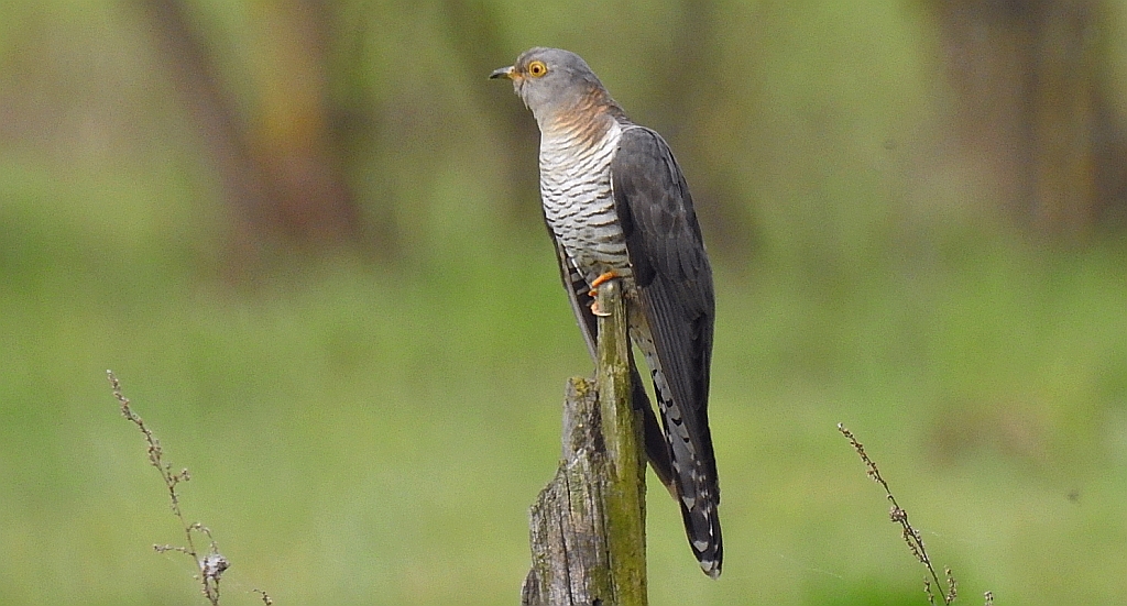 Kukułka zwyczajna, kukułka pospolita, kukułka, gżegżółka, zazula (Cuculus canorus)