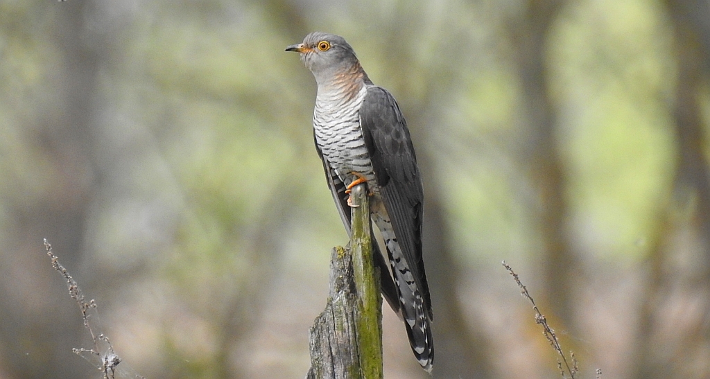 Kukułka zwyczajna, kukułka pospolita, kukułka, gżegżółka, zazula (Cuculus canorus)