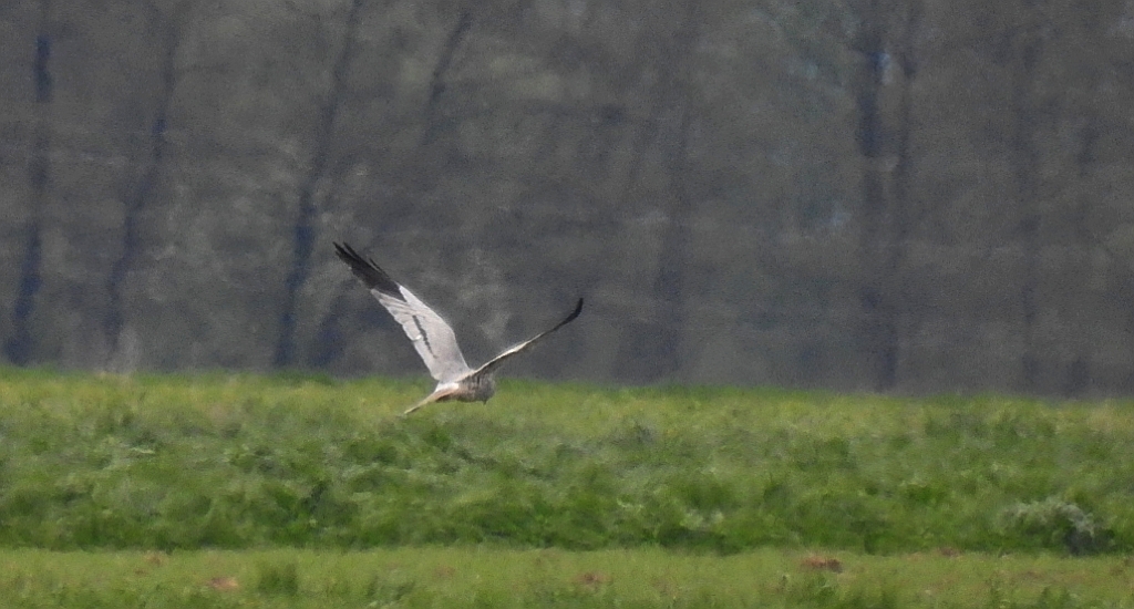 Błotniak łąkowy (Circus pygargus)