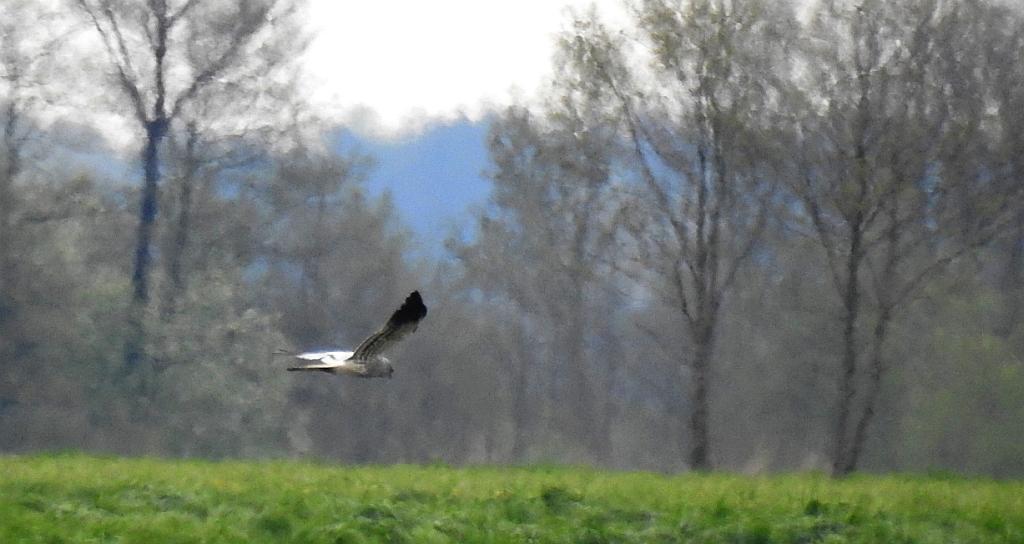 Błotniak łąkowy (Circus pygargus)