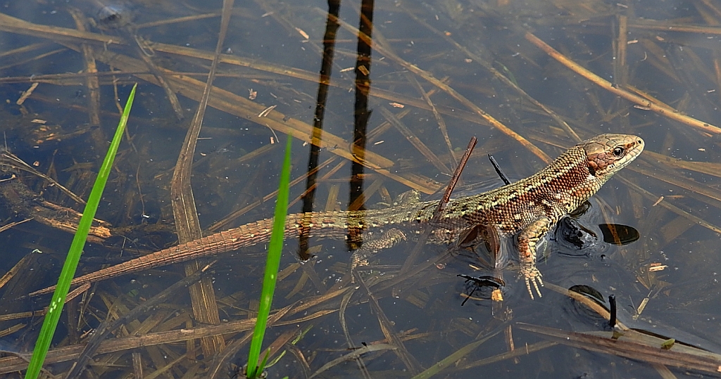 Jaszczurka zwinka (Lacerta agilis)