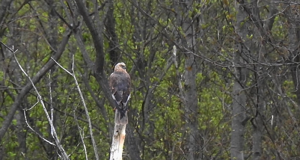 Błotniak stawowy (Circus aeruginosus)