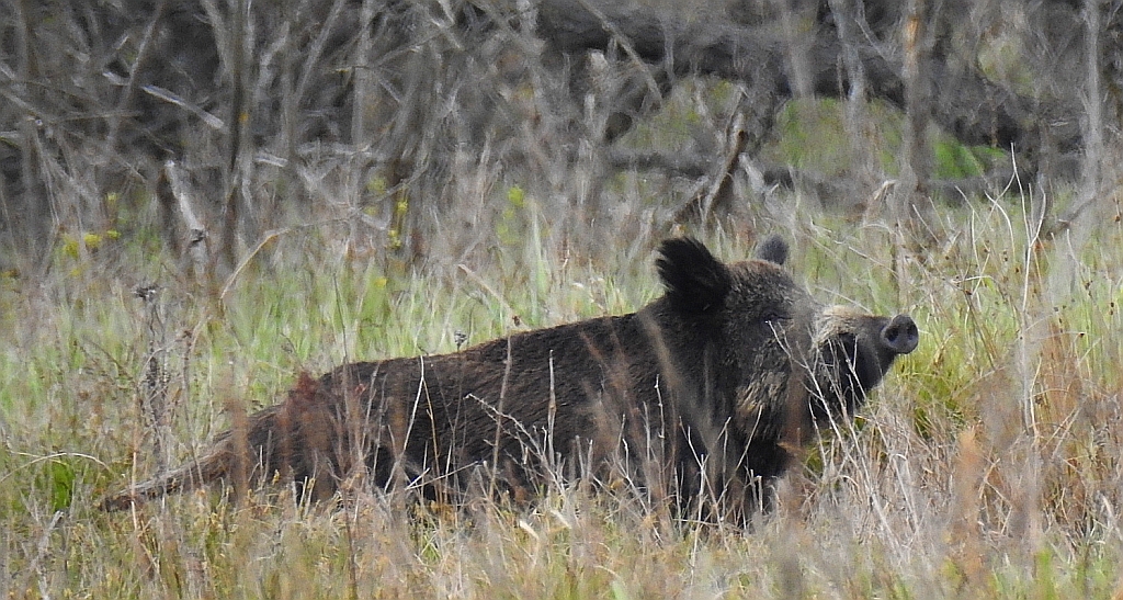 Dzik euroazjatycki, dzik (Sus scrofa)
