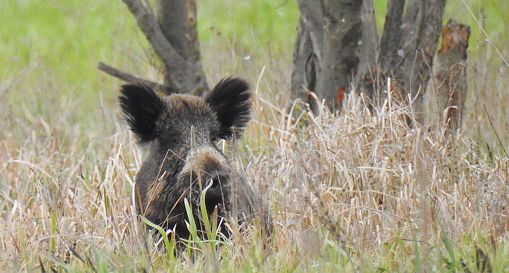 Dzik euroazjatycki, dzik (Sus scrofa)