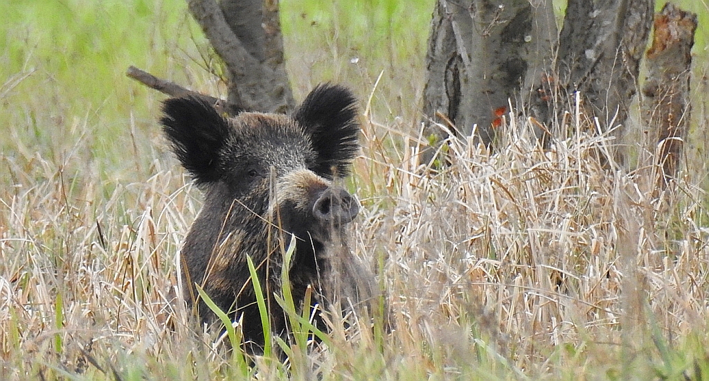 Dzik euroazjatycki, dzik (Sus scrofa)