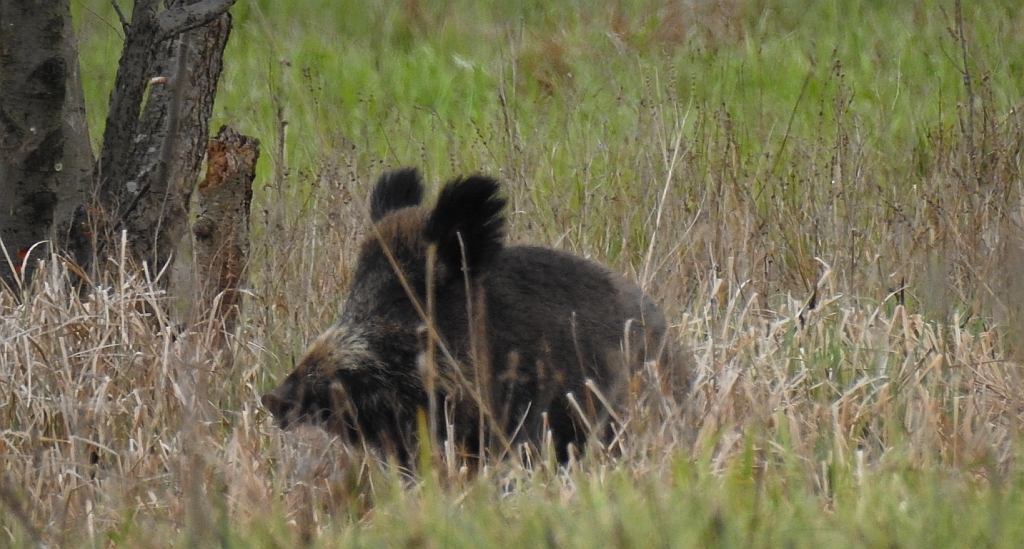 Dzik euroazjatycki, dzik (Sus scrofa)