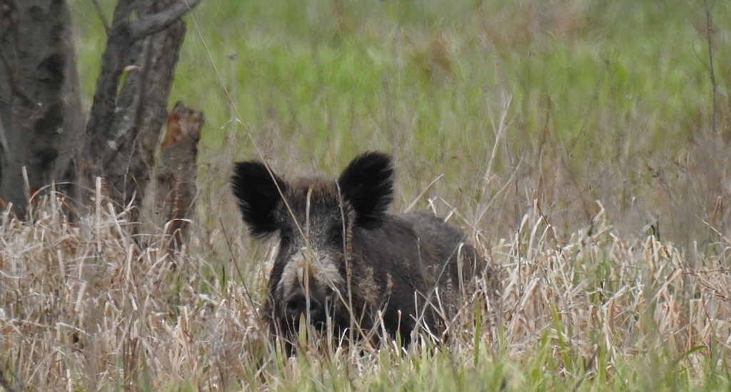Dzik euroazjatycki, dzik (Sus scrofa)