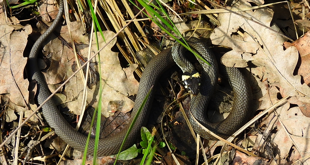 Zaskroniec zwyczajny, zaskroniec (Natrix natrix)
