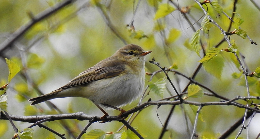 Piecuszek (Phylloscopus trochilus)