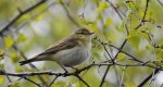 Piecuszek (Phylloscopus trochilus)