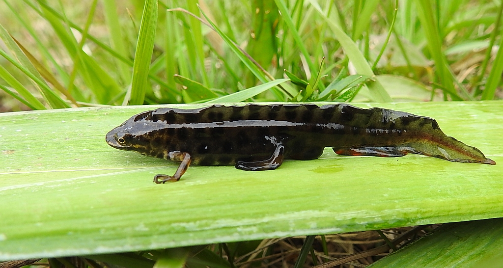 Traszka zwyczajna (Lissotriton vulgaris)