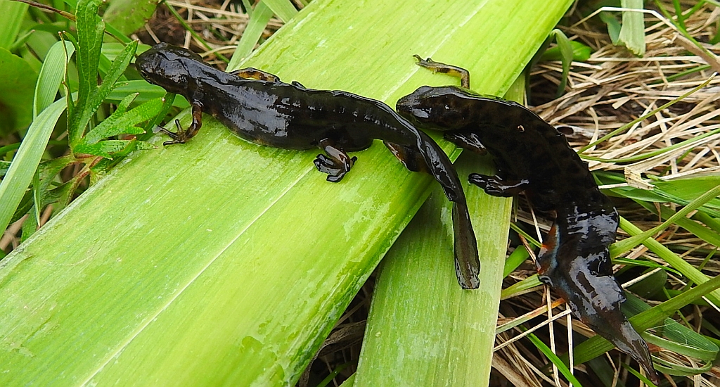 Traszka zwyczajna (Lissotriton vulgaris)