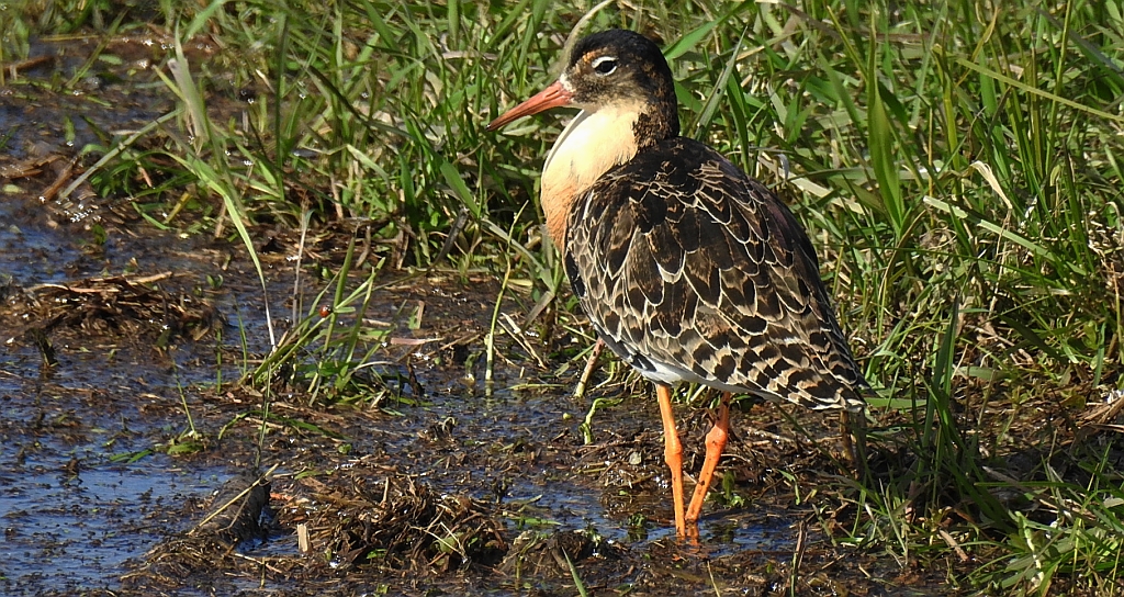 Batalion, bojownik batalion, bojownik zmienny, biegus bojownik, bojownik odmienny (Calidris pugnax)
