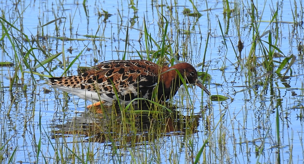 Batalion, bojownik batalion, bojownik zmienny, biegus bojownik, bojownik odmienny (Calidris pugnax)