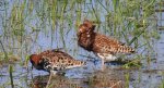 Batalion, bojownik batalion, bojownik zmienny, biegus bojownik, bojownik odmienny (Calidris pugnax)