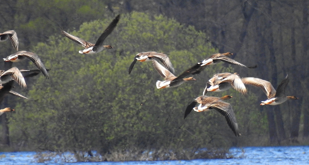 Gęś zbożowa, posiewnica (Anser fabalis)
