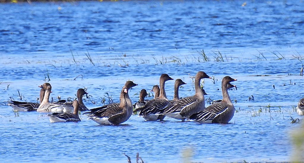 Gęś zbożowa, posiewnica (Anser fabalis)