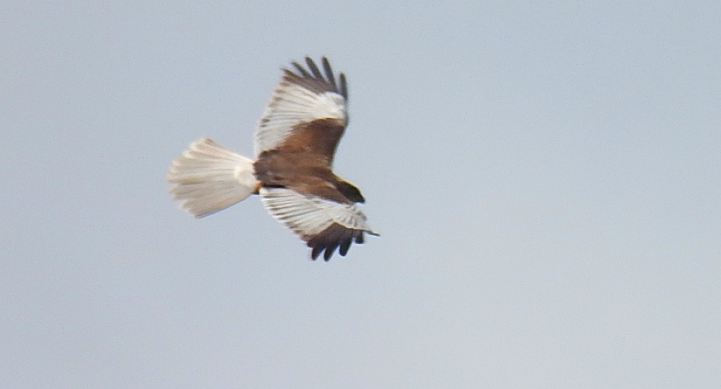 Błotniak stawowy (Circus aeruginosus)