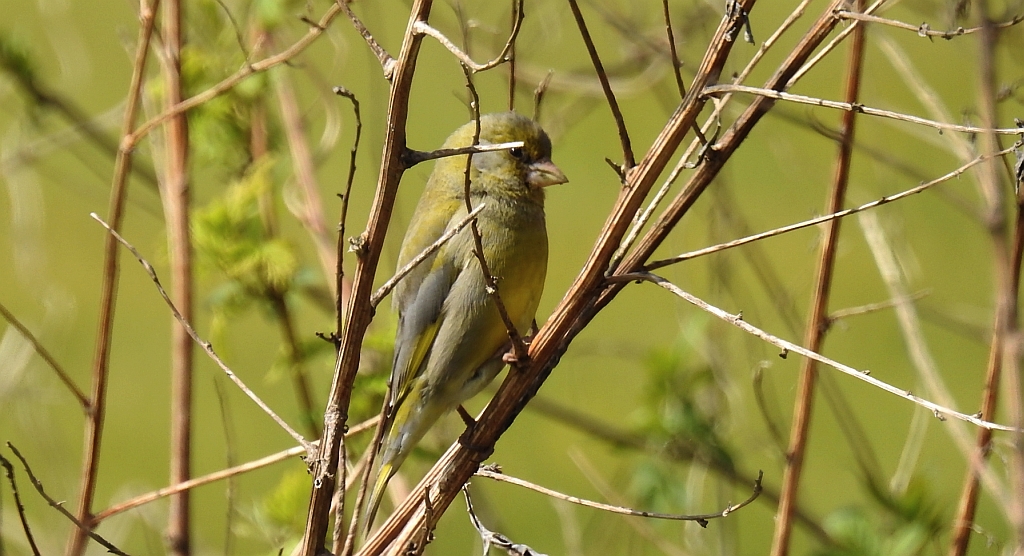 Dzwoniec zwyczajny, dzwoniec (Chloris chloris)