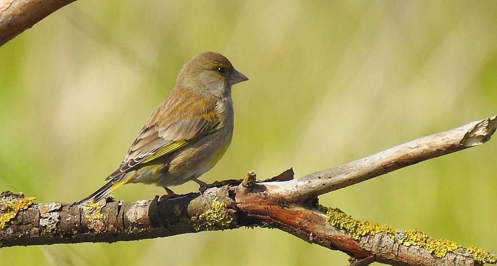 Dzwoniec zwyczajny, dzwoniec (Chloris chloris)