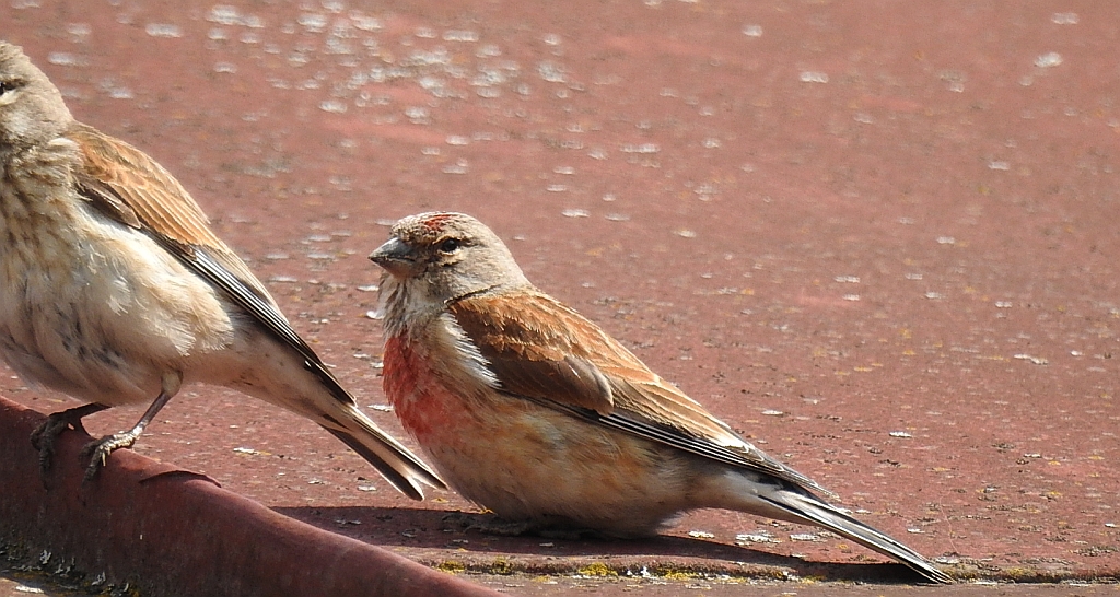 Makolągwa zwyczajna, makolągwa (Linaria cannabina)