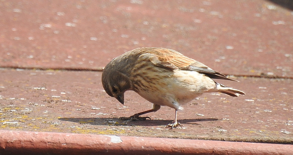 Makolągwa zwyczajna, makolągwa (Linaria cannabina)