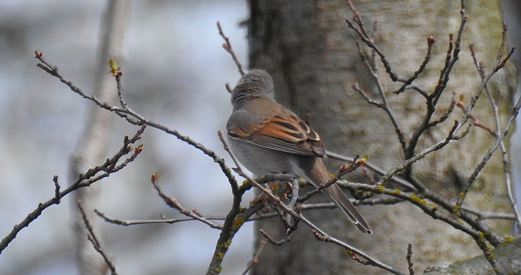 Cierniówka, pokrzewka cierniówka (Curruca communis)
