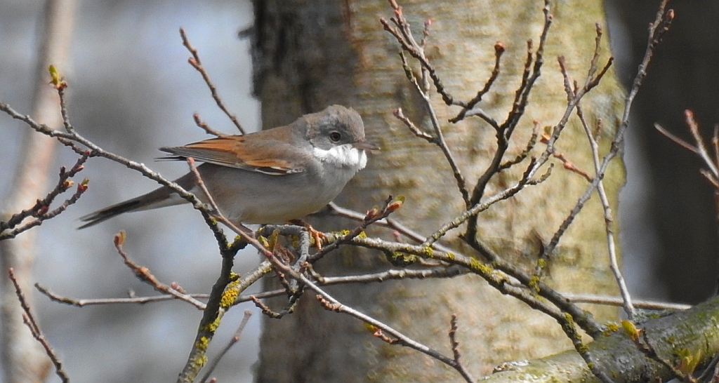 Cierniówka, pokrzewka cierniówka (Curruca communis)