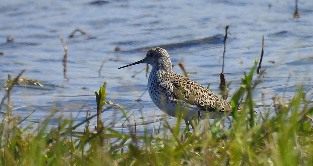 Brodziec pławny (Tringa stagnatilis)