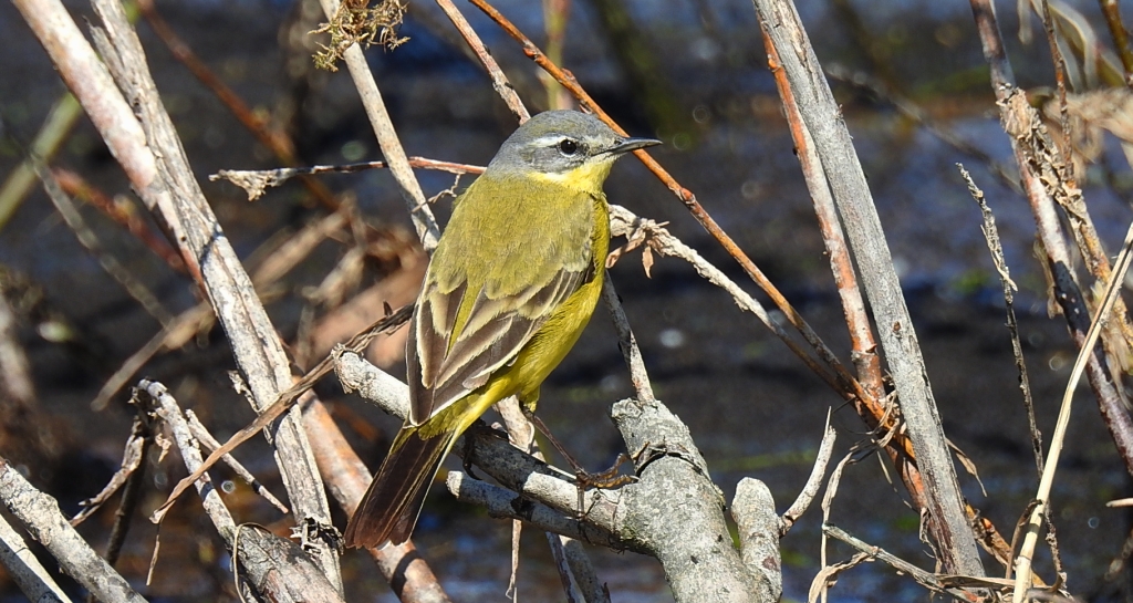 Pliszka żółta, wolarka (Motacilla flava)