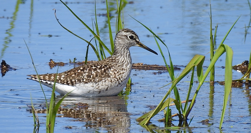 Łęczak, brodziec leśny, trawnik (Tringa glareola)
