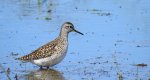 Łęczak, brodziec leśny, trawnik (Tringa glareola)