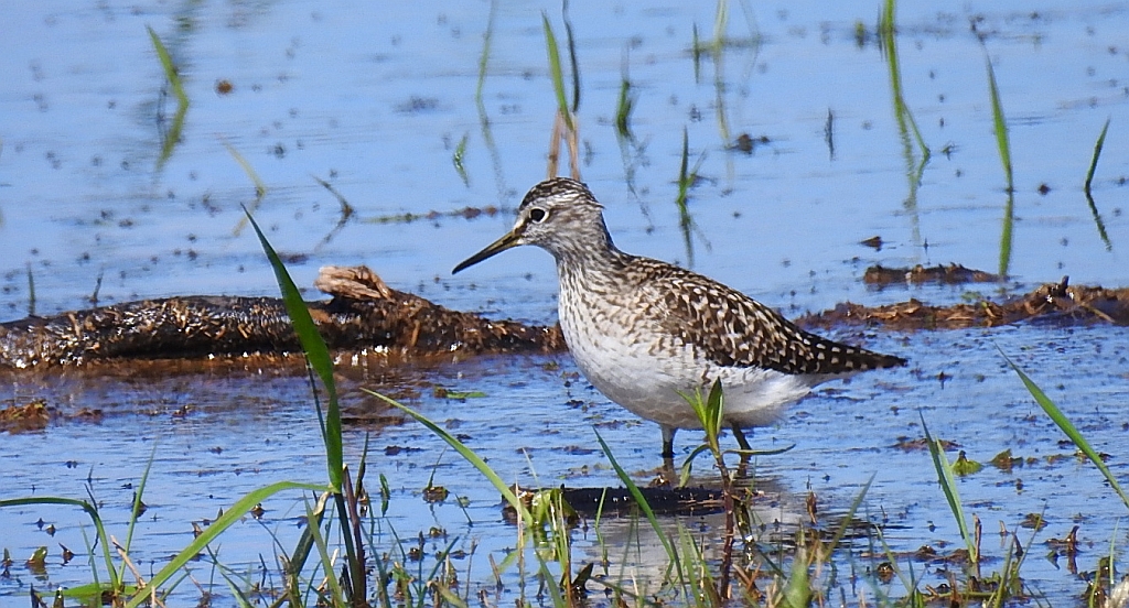 Łęczak, brodziec leśny, trawnik (Tringa glareola)