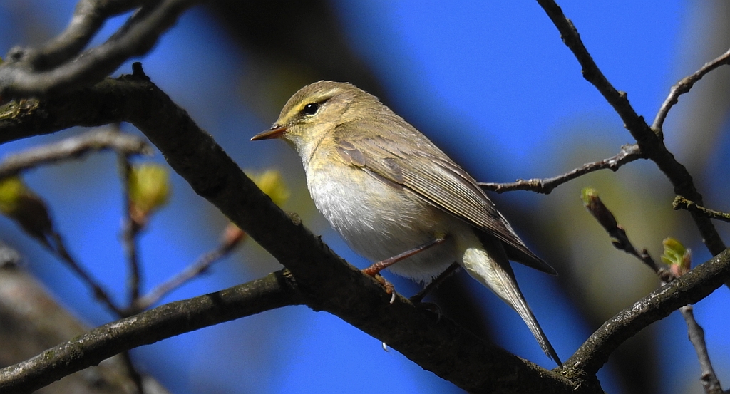 Piecuszek (Phylloscopus trochilus)