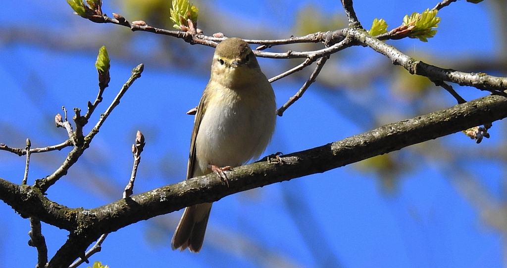 Piecuszek (Phylloscopus trochilus)