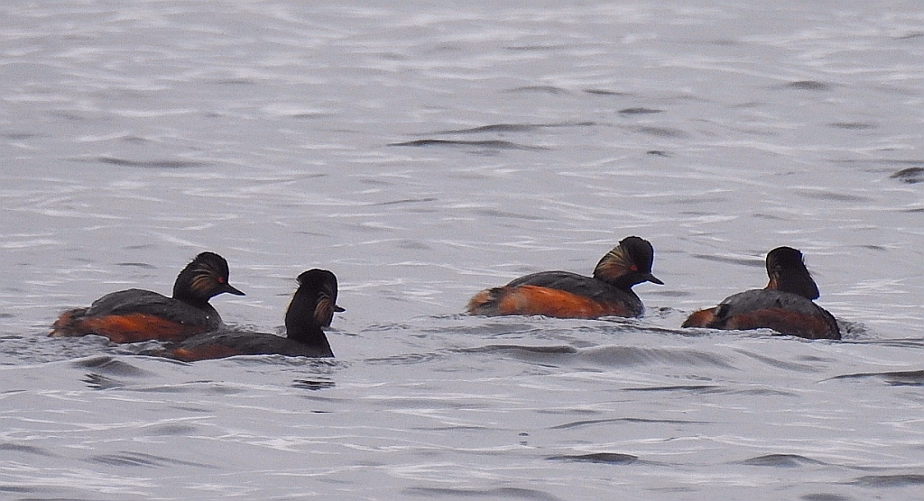 Perkoz zausznik (Podiceps nigricollis)