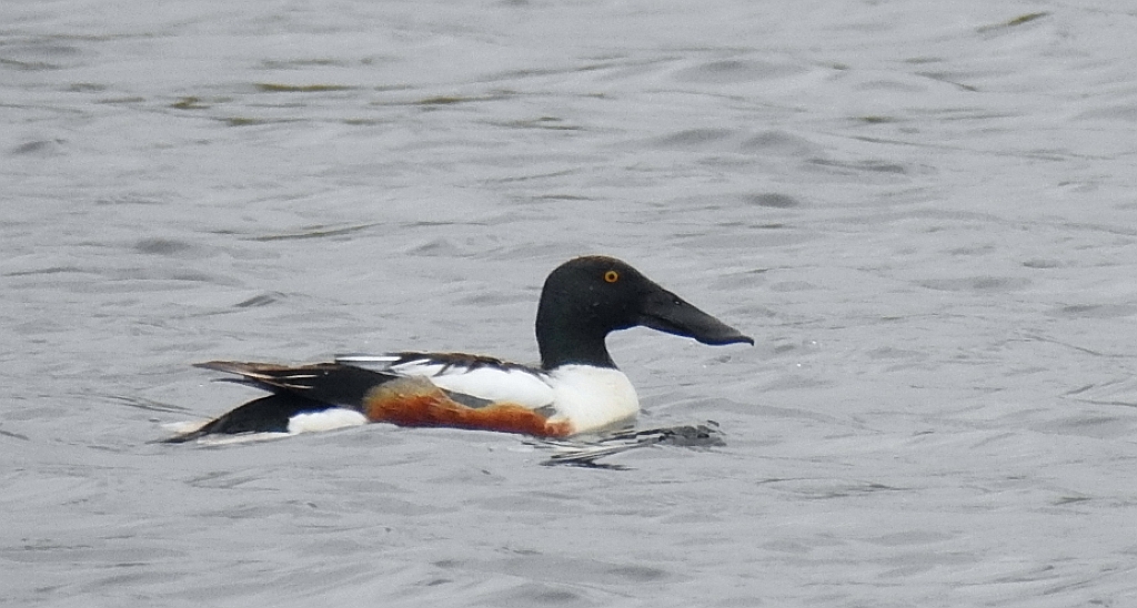 Płaskonos zwyczajny, płaskonos (Spatula clypeata)