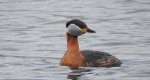 Perkoz rdzawoszyi (Podiceps grisegena)