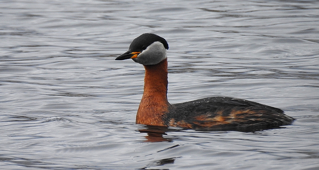 Perkoz rdzawoszyi (Podiceps grisegena)
