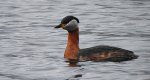 Perkoz rdzawoszyi (Podiceps grisegena)