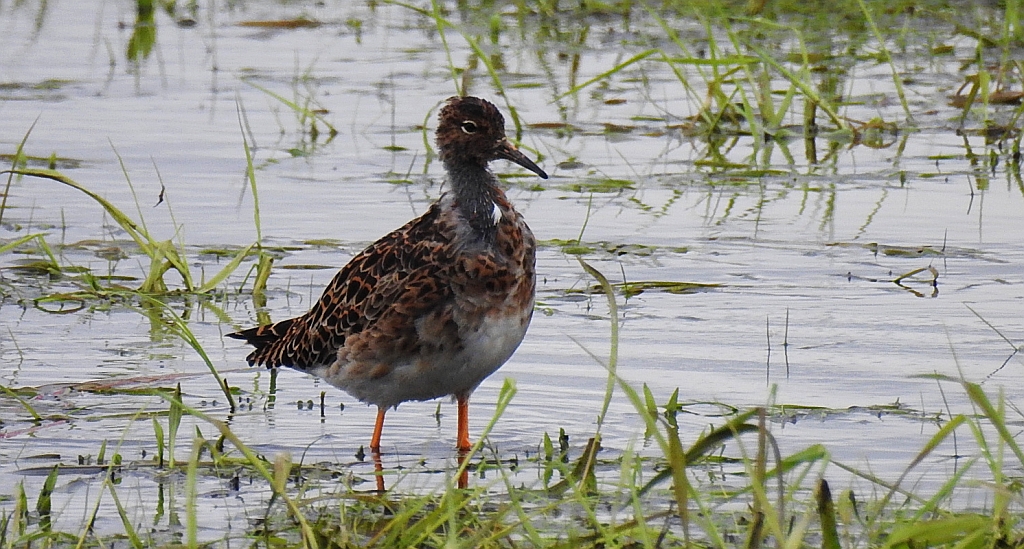 Batalion, bojownik batalion, bojownik zmienny, biegus bojownik, bojownik odmienny (Calidris pugnax)